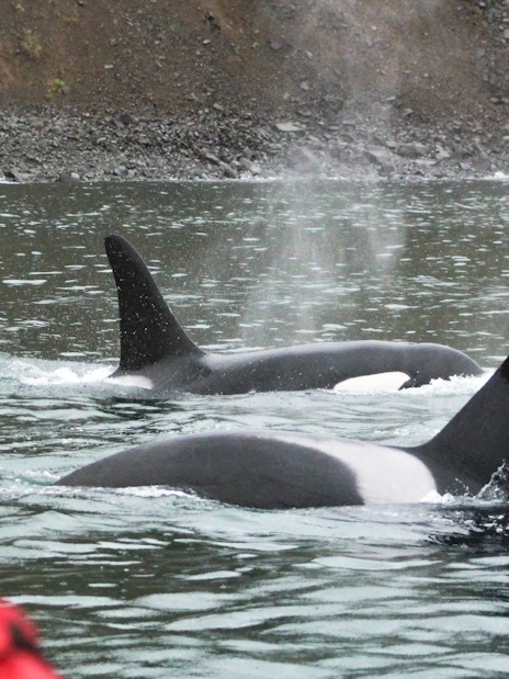 Orcas surfacing near a boat during a whale watching tour in Akureyri.