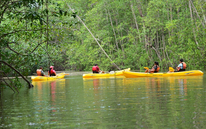 Kayakers navigating through Damas Island mangrove estuary in yellow kayaks.