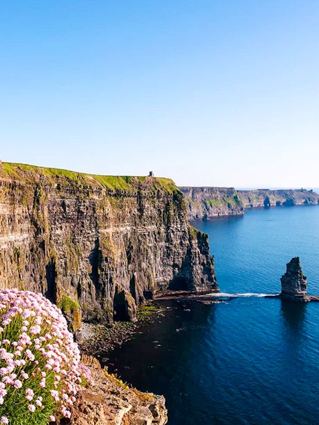 Cliffs of Moher overlooking the Atlantic Ocean with wildflowers in the foreground.
