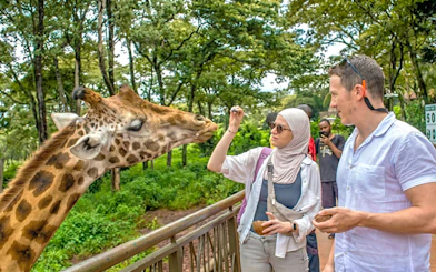 Couple feeding a giraffe at the Giraffe Centre in Nairobi.