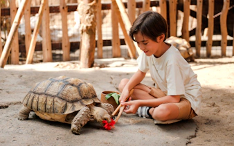 Child feeding a turtle at Bali Zoo during Capybara Interaction tour.