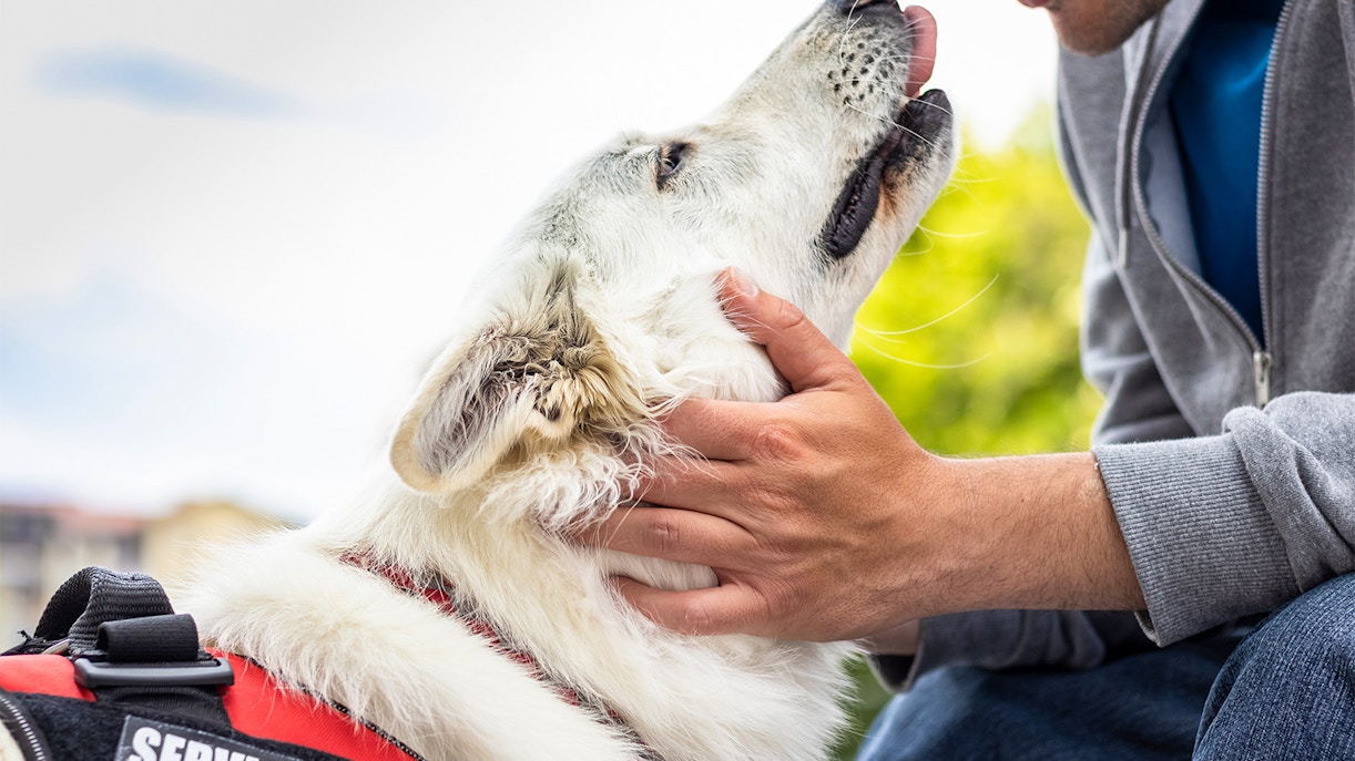 The image shows a white service dog being petted by a person.