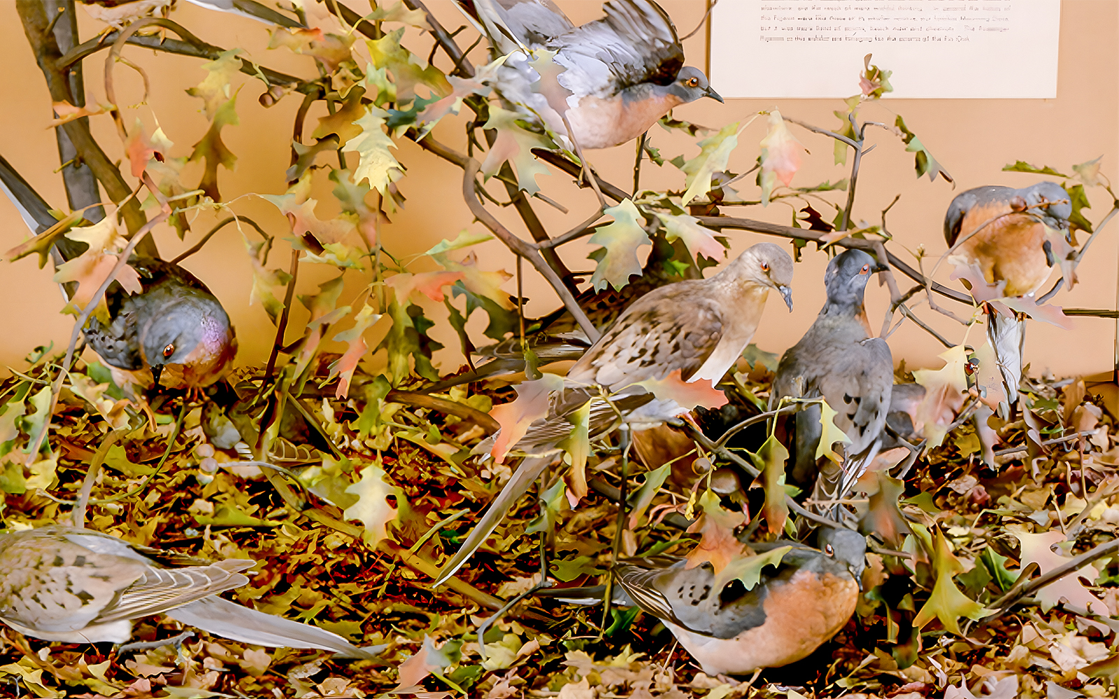 Passenger pigeons exhibit in The Hall of New York City Birds at a museum.