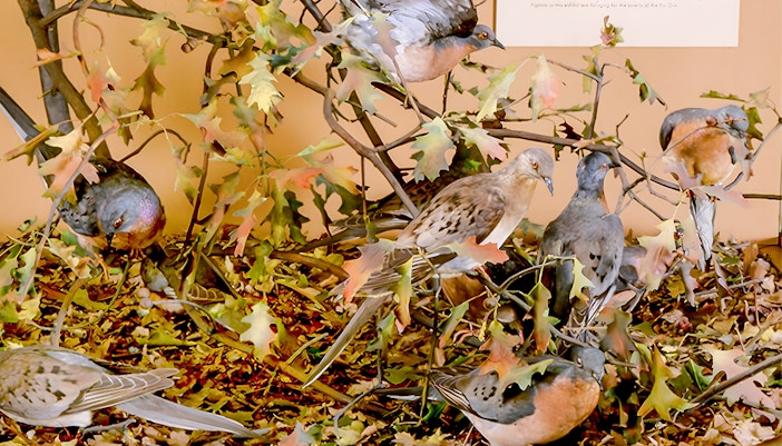 Passenger pigeons exhibit in The Hall of New York City Birds at a museum.