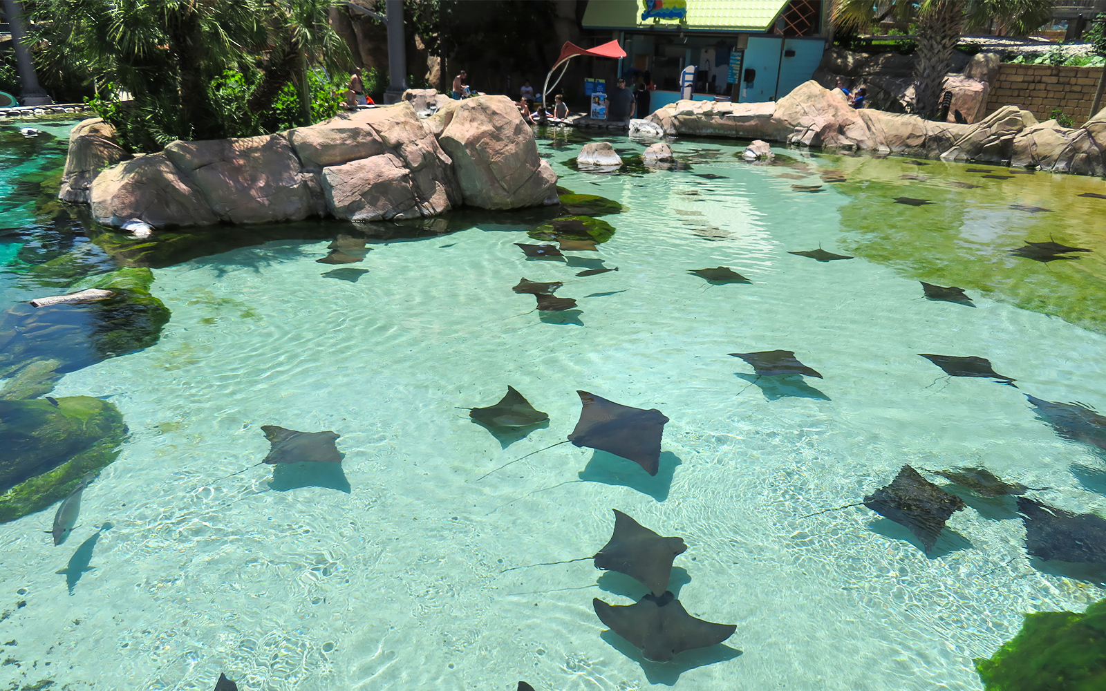 Stingrays swimming in a clear pool at Aquatica San Antonio, Texas.