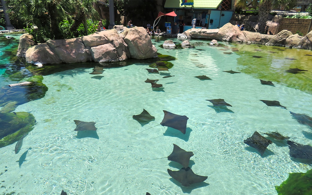 Stingrays swimming in a clear pool at Aquatica San Antonio, Texas.