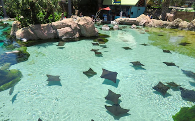 Stingrays swimming in a clear pool at Aquatica San Antonio, Texas.