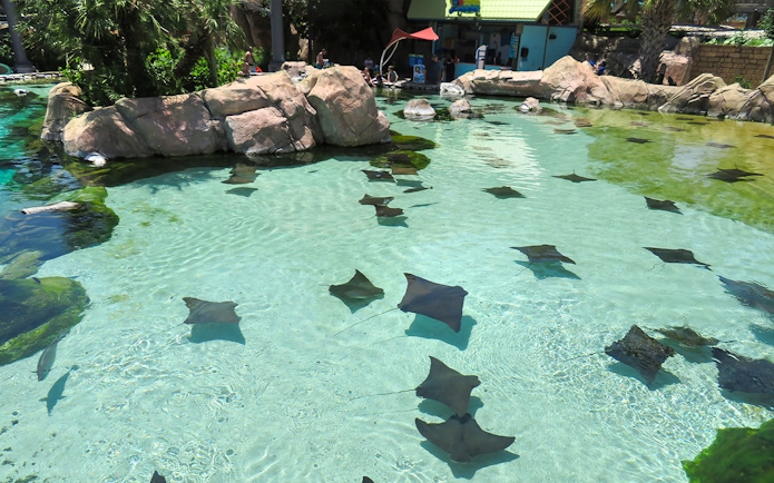 Stingrays swimming in a clear pool at Aquatica San Antonio, Texas.