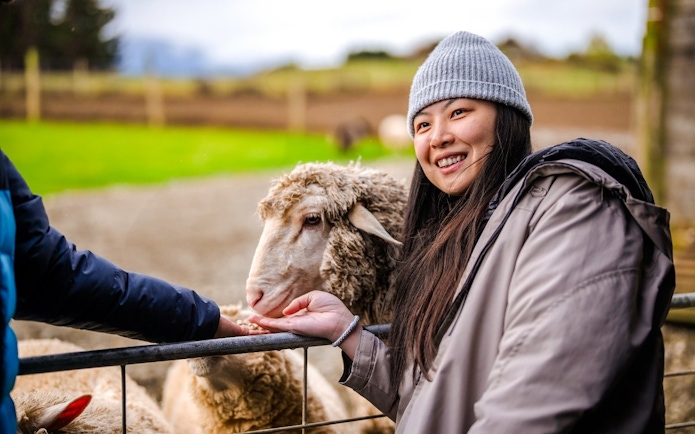 Visitors feeding sheep at a farm in Te Anau.