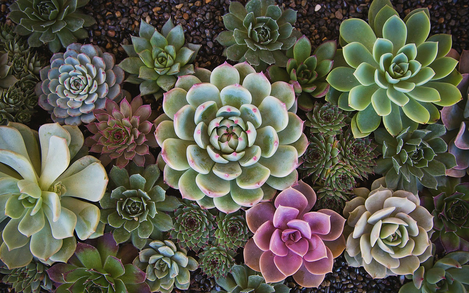 Echeveria garden, Koki Zoo