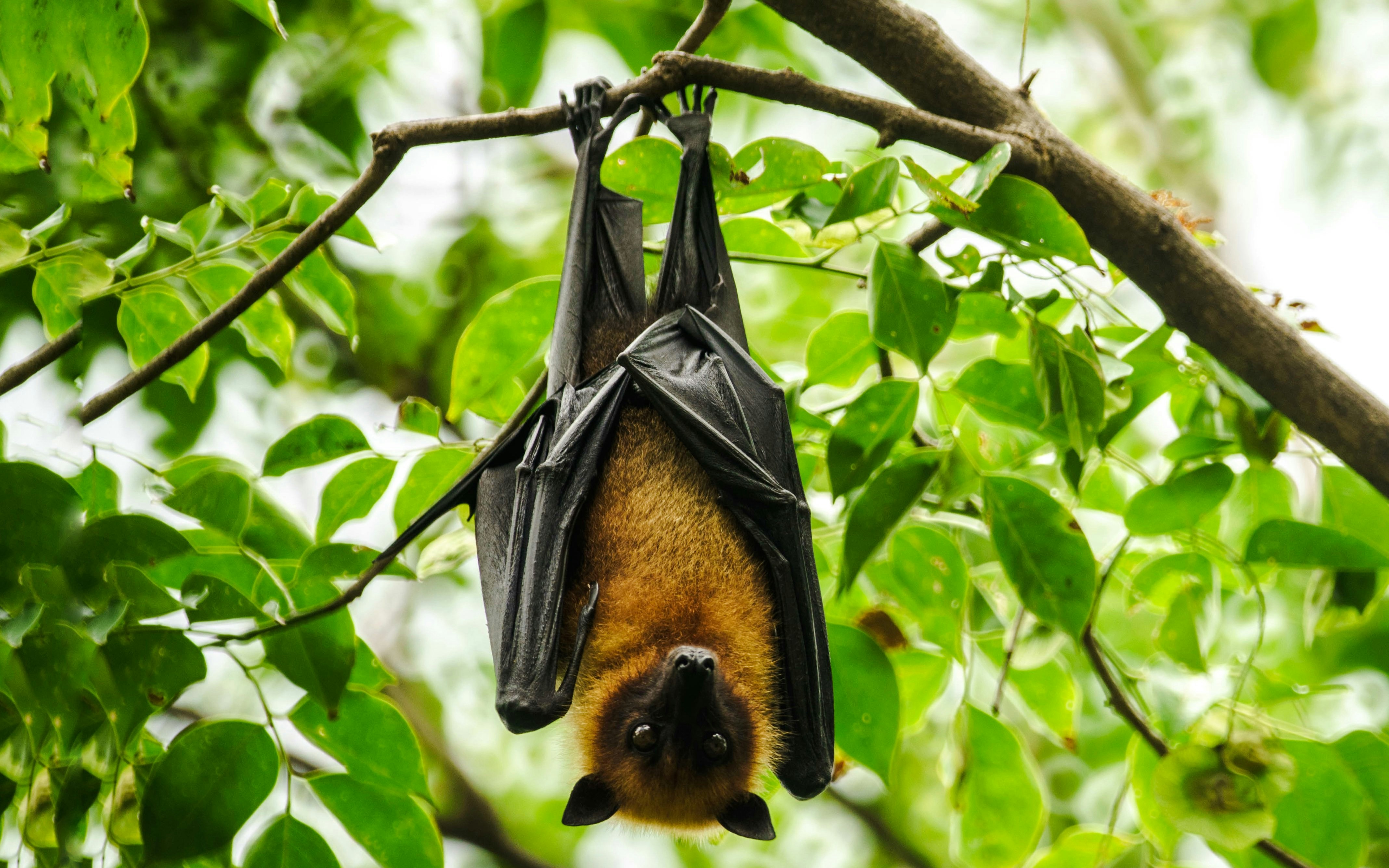 Bat hanging upside down on a tree branch surrounded by green leaves.