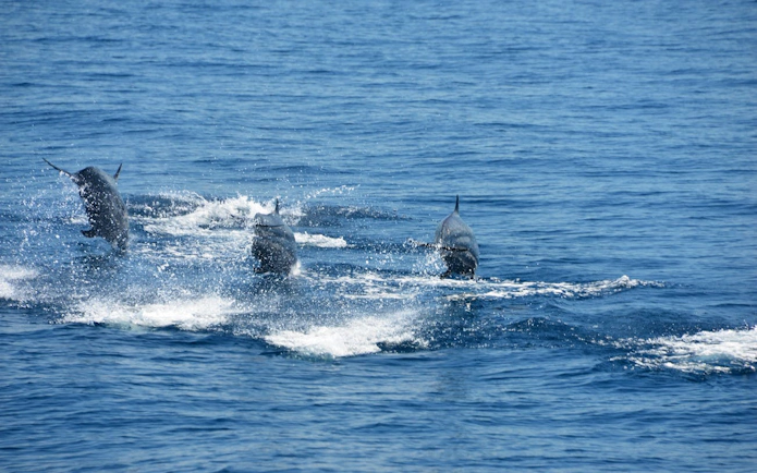 Dolphins jumping in the ocean near Manuel Antonio during a catamaran cruise.