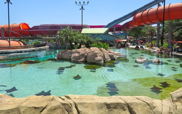 Stingrays swimming in a clear pool at Aquatica San Antonio, Texas, with water slides in the background.