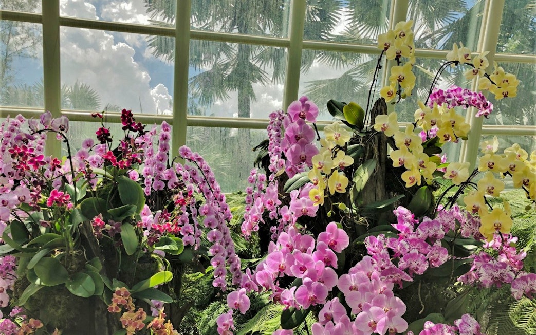Orchids in bloom at National Orchid Garden, Singapore with a glasshouse backdrop.