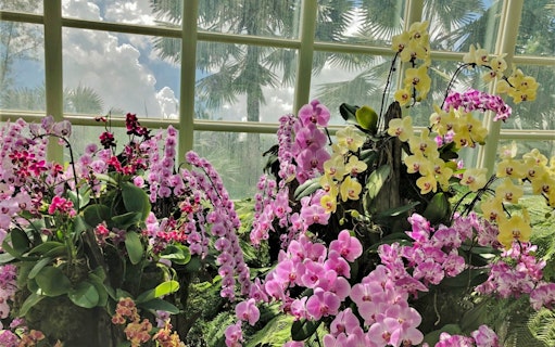 Orchids in bloom at National Orchid Garden, Singapore with a glasshouse backdrop.