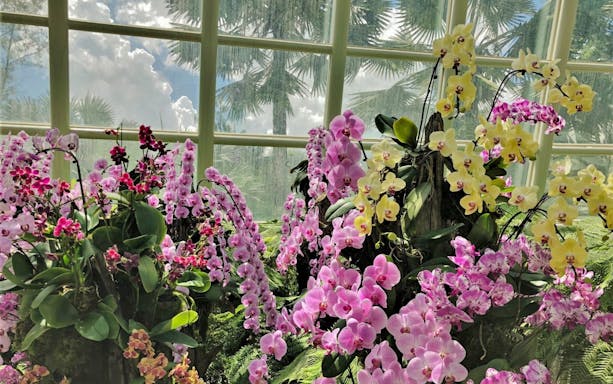 Orchids in bloom at National Orchid Garden, Singapore with a glasshouse backdrop.