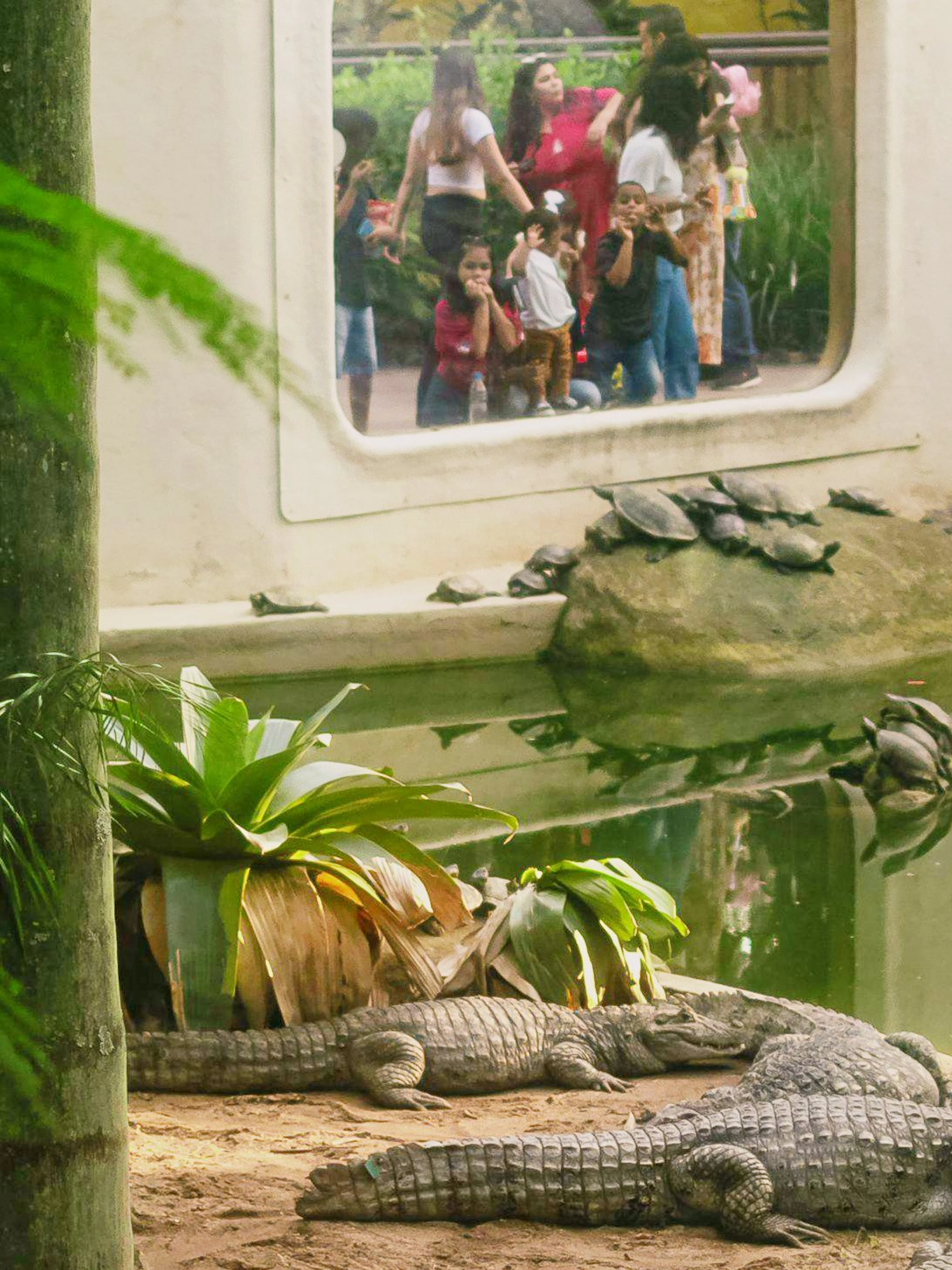 Crocodiles resting by a pond at BioParque Rio with visitors observing through glass.