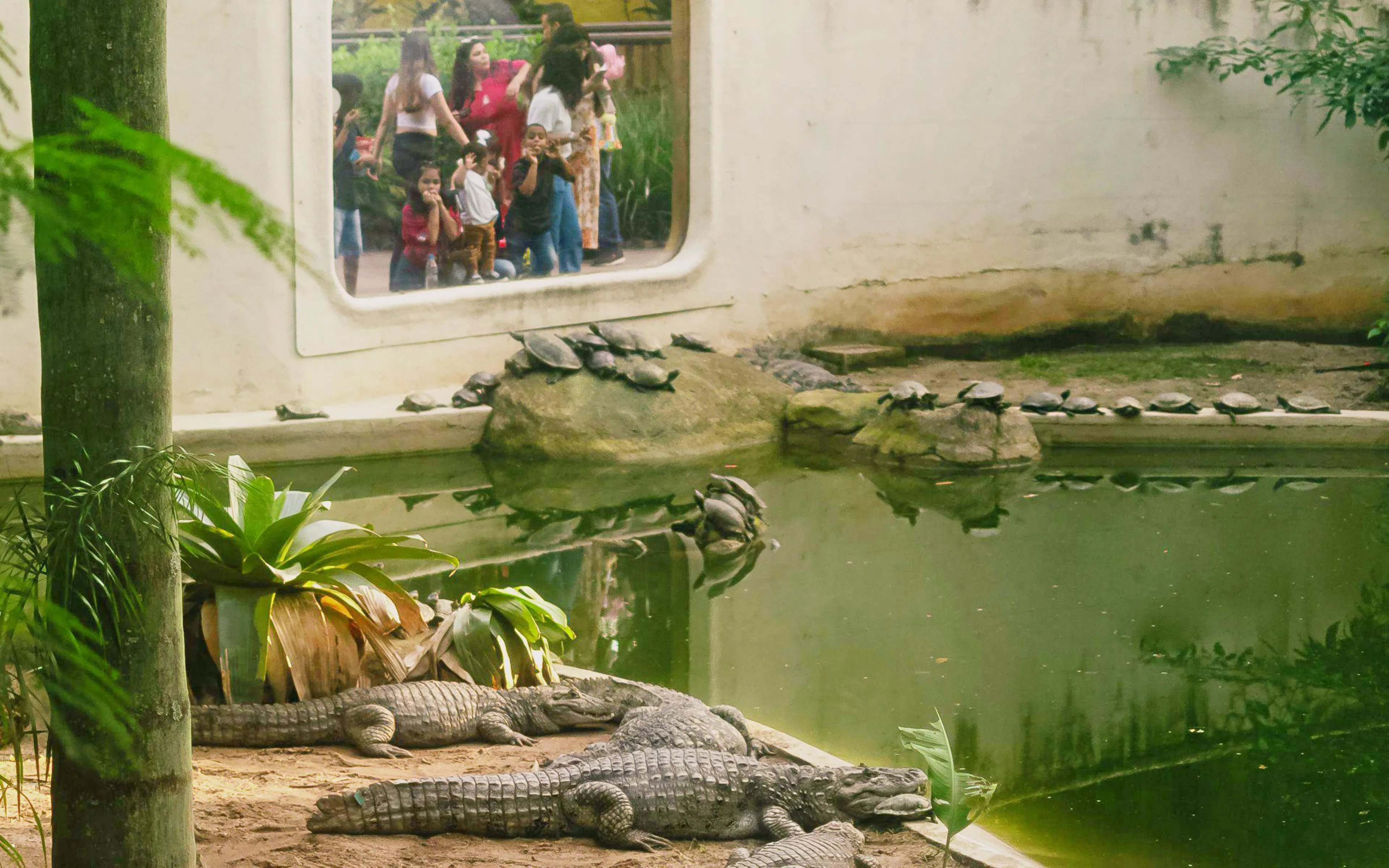 Crocodiles resting by a pond at BioParque Rio with visitors observing through glass.
