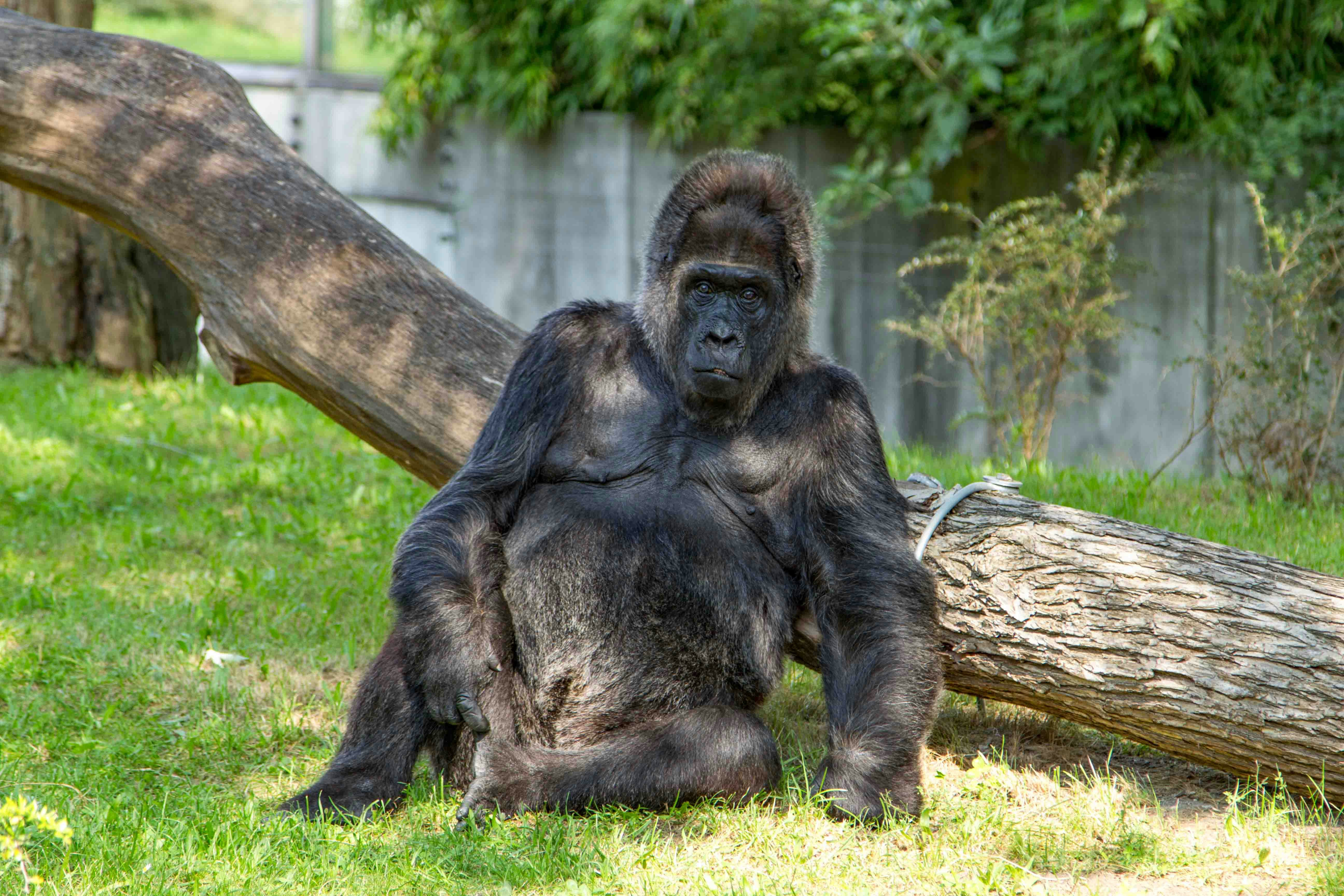 Silverback gorillas in lush forest habitat, Rwanda wildlife tour.