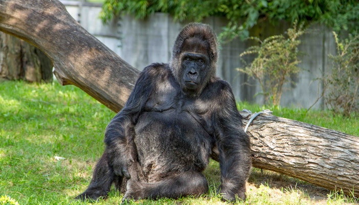 Prague Zoo - Gorillas