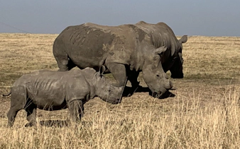 Rhinos walking in a grassy field, part of Durban's wildlife tour experience.