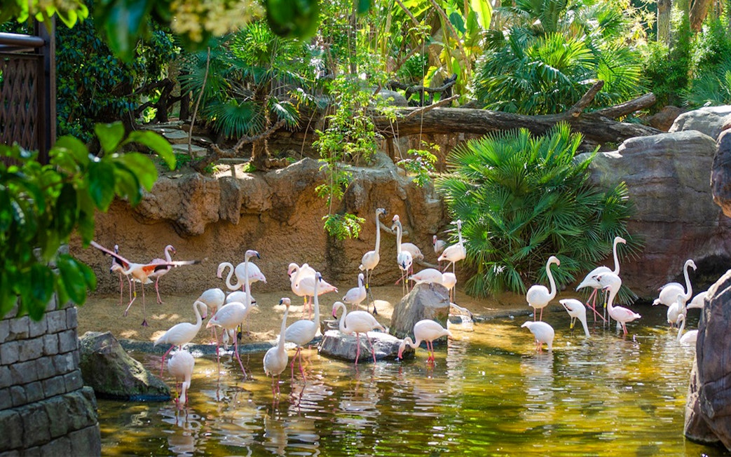 Flamingos wading in a pond at Bioparc Fuengirola, surrounded by lush greenery.