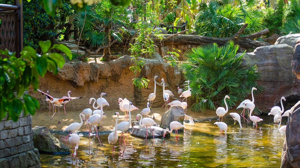 Flamingos wading in a pond at Bioparc Fuengirola, surrounded by lush greenery.