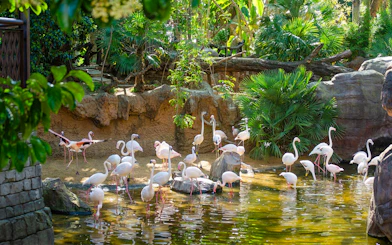 Flamingos wading in a pond at Bioparc Fuengirola, surrounded by lush greenery.