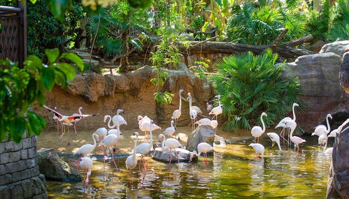 Flamingos wading in a pond at Bioparc Fuengirola, Spain.
