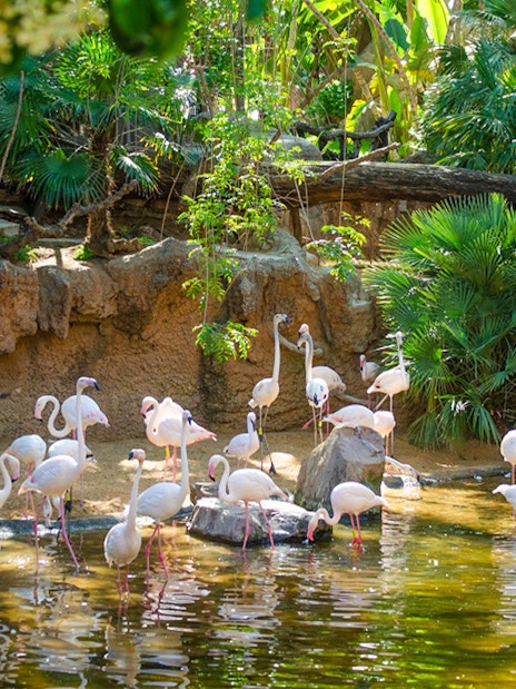 Flamingos wading in a pond at Bioparc Fuengirola, surrounded by lush greenery.