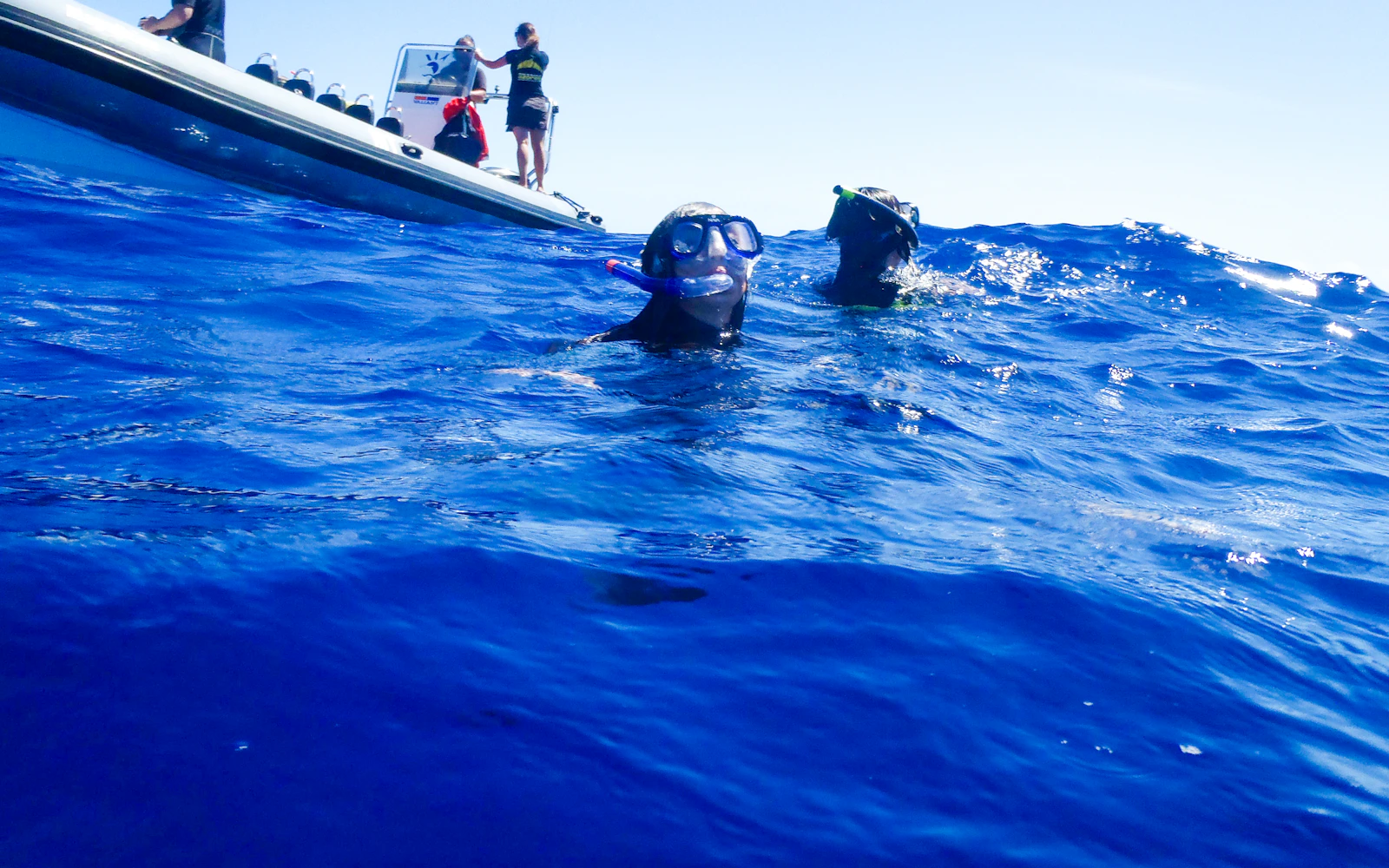 Ponta Delgada: Wild Dolphin Swim with Biologist Guide (Product 56478)