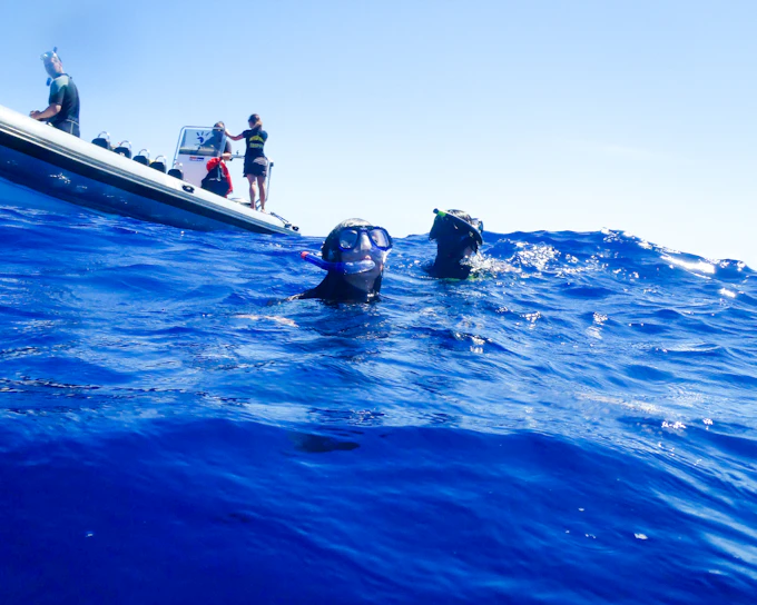 Ponta Delgada: Wild Dolphin Swim with Biologist Guide (Product 56478)