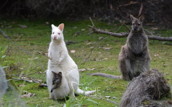 4 Day Tasmanian Highlights Bundle - Hobart, Port Arthur, Bru