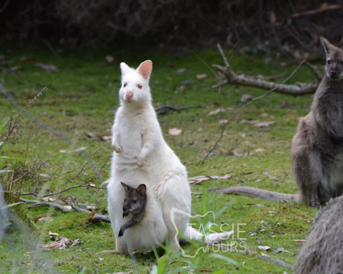 4 Day Tasmanian Highlights Bundle - Hobart, Port Arthur, Bru