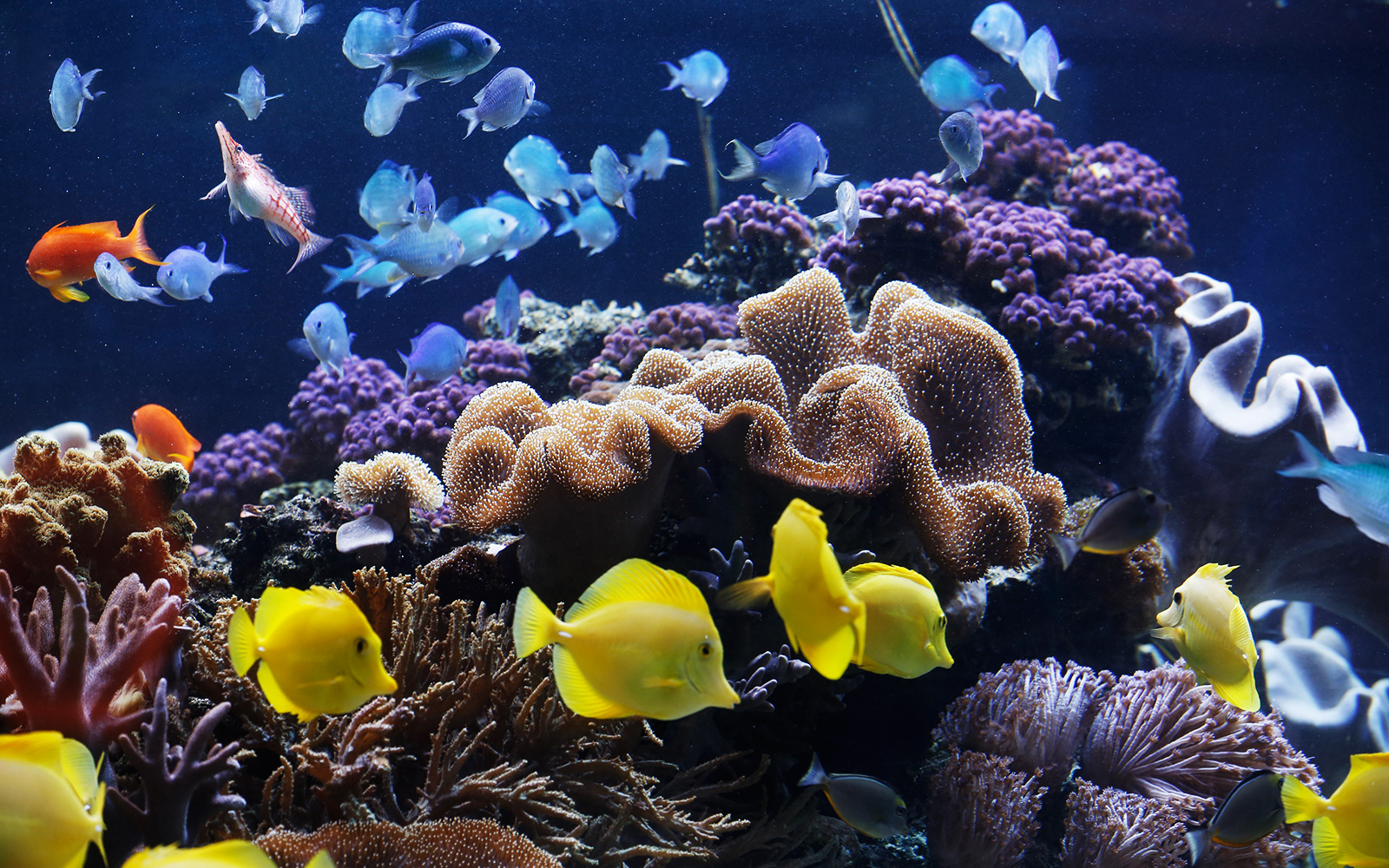 Coral reef display at SEA LIFE aquarium featuring diverse marine life.