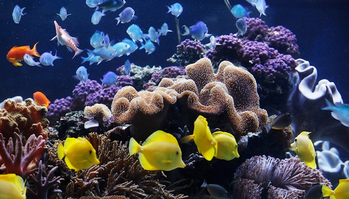European Coast’s odyssey at SEA LIFE Timmendorfer Strand