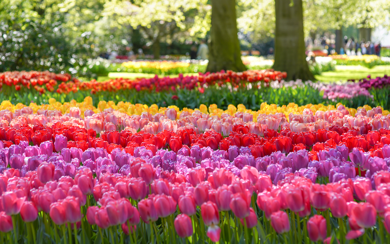 Tulip Garden Keukenhof Events
