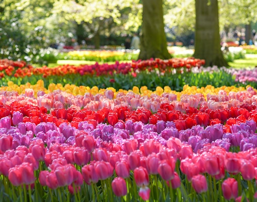 Tulp Festival Amsterdam tickets