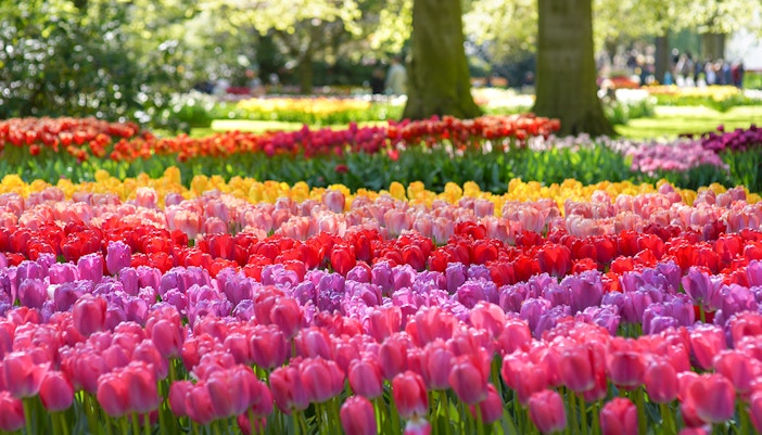Tulip Garden Keukenhof Events