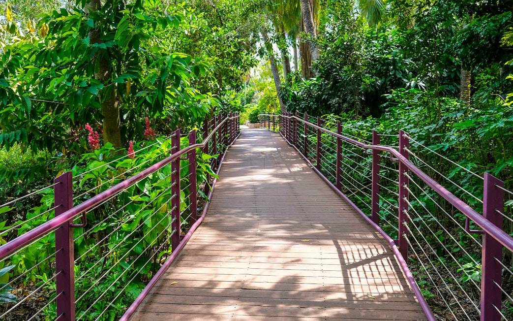 Wooden walkway through lush greenery at Crocosaurus Cove, Darwin.
