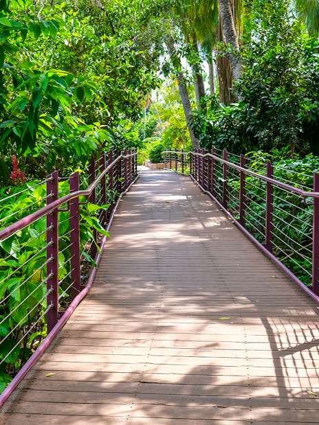Wooden walkway through lush greenery at Crocosaurus Cove, Darwin.