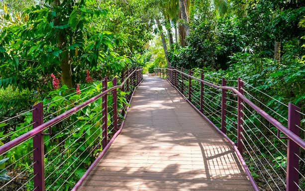 Wooden walkway through lush greenery at Crocosaurus Cove, Darwin.