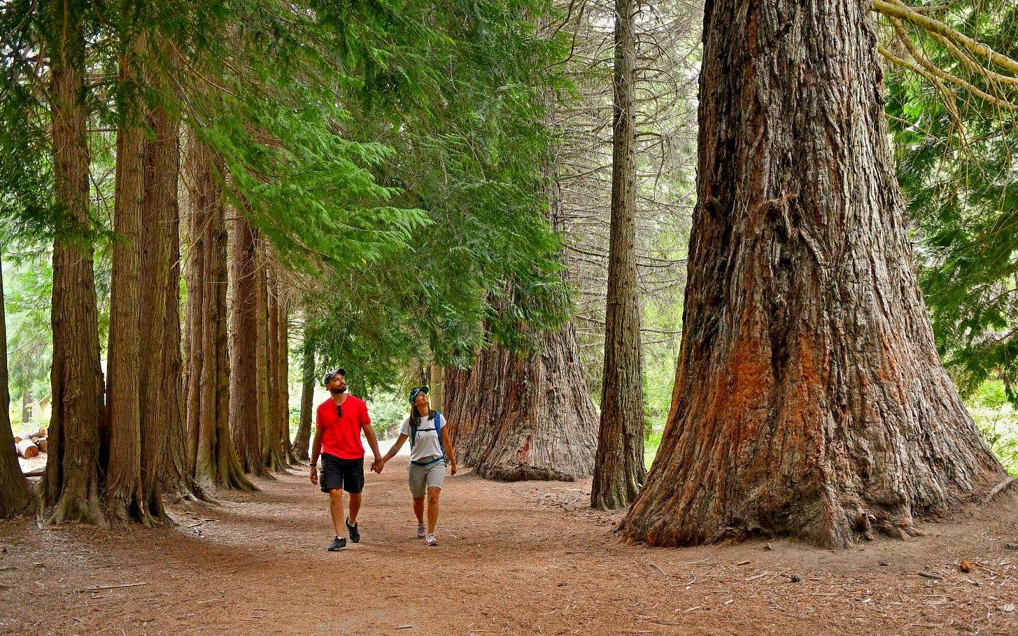 Visitors walking among giant Arrayanes trees in Quetrihué Peninsula forest.
