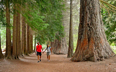 Visitors walking among giant Arrayanes trees in Quetrihué Peninsula forest.