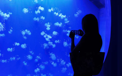 Jellyfish display at Seville Aquarium with visitor taking photos.