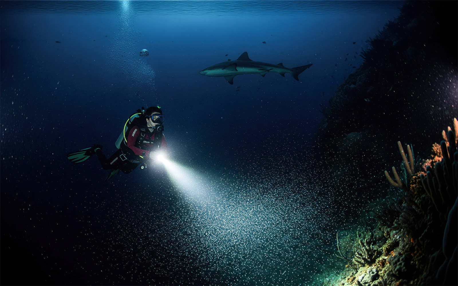 Diver with flashlight observing shark underwater at night in Maui.