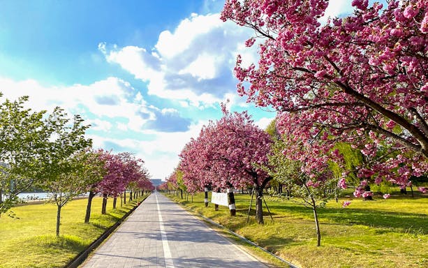 Cherry blossom trees lining a pathway at Misari Speedboat Park under a blue sky.