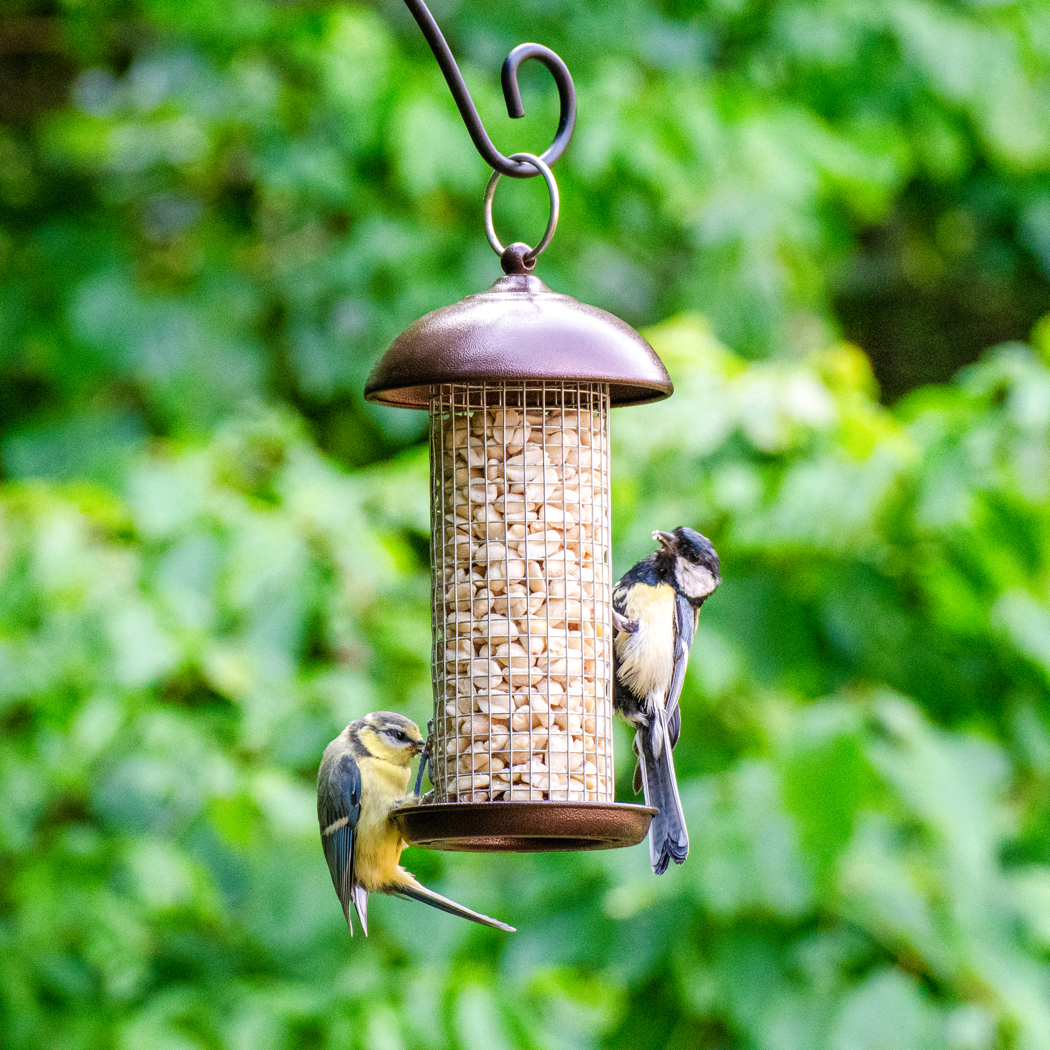 Grace’s Bird Garden Feed Out