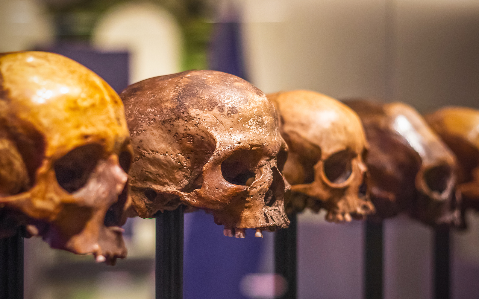 Prague National Museum - Anthropology Exhibitions