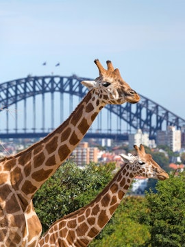 Giraffes at Taronga Zoo with Sydney Harbour Bridge in the background.